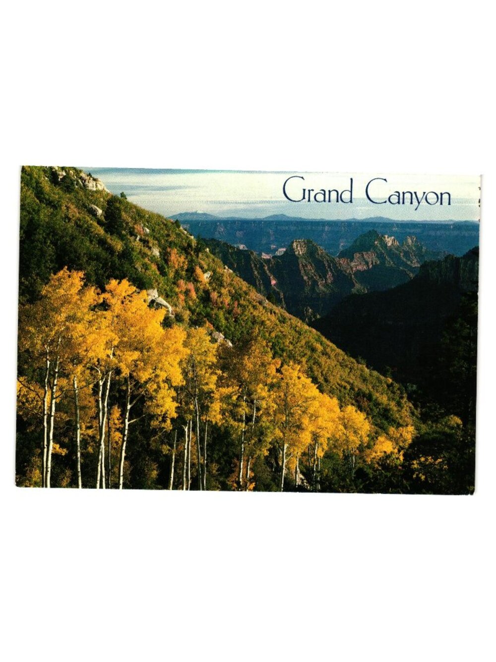Grand Canyon Arizona North Rim Postcard Aspen Trees Golden Glow Late Sunlight